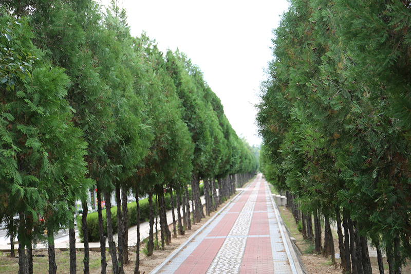 道路绿化