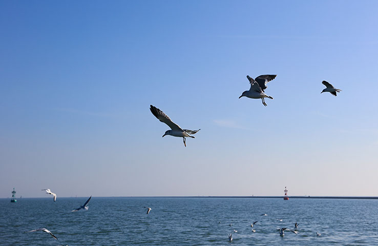 海撒时,海鸥是生命的信使,也为亲人来送别 海撒时,海鸥是生命的信使,也为亲人来送别