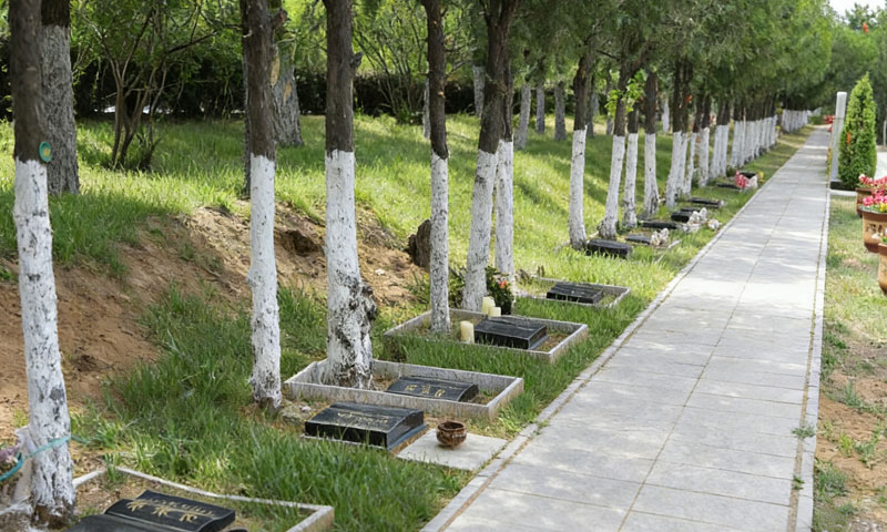 中华永久陵园树葬 一树一碑